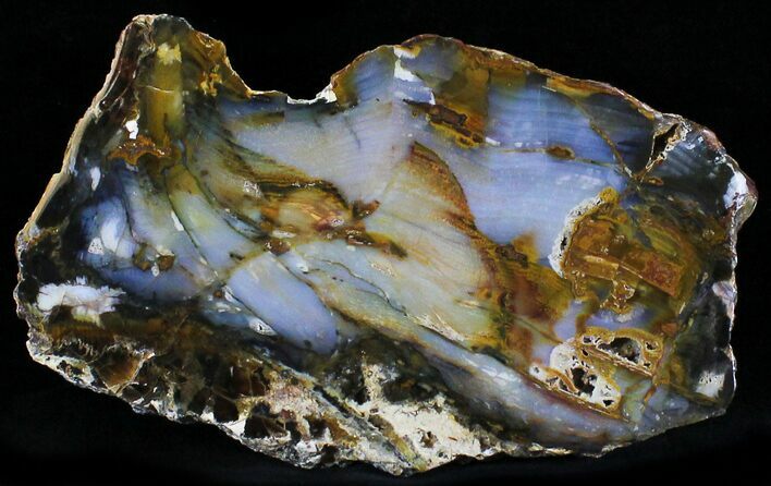 Petrified Wood Slab - Grassy Mountain, Oregon #24207